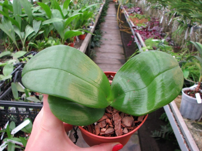Phalaenopsis Mituo Sun x Phalaenopsis Prima B.B..JPG
