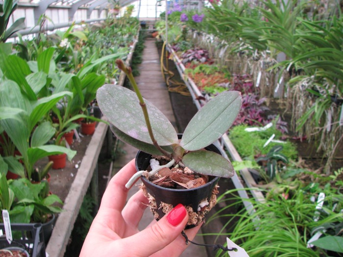Phalaenopsis Tying Shin Smart.JPG