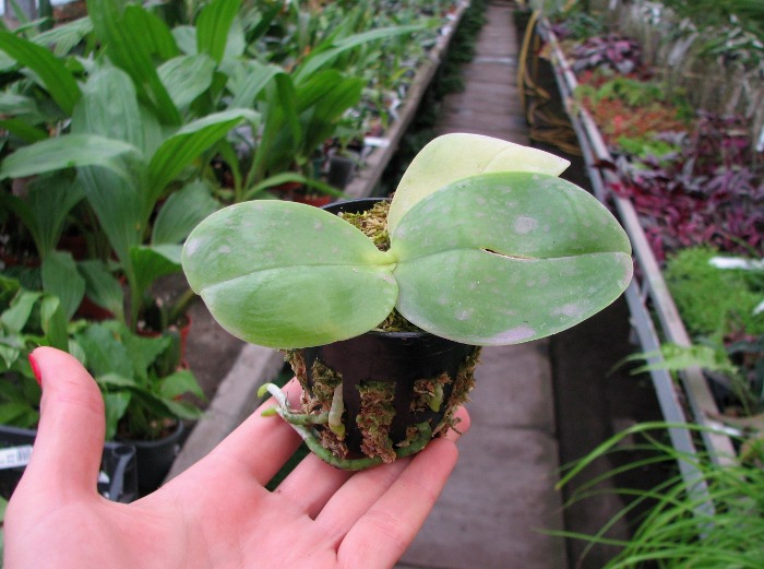 Phalaenopsis KS Happy Eagle.JPG