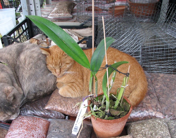 Brassocattleya Deesse 'Pakrathorn'.JPG