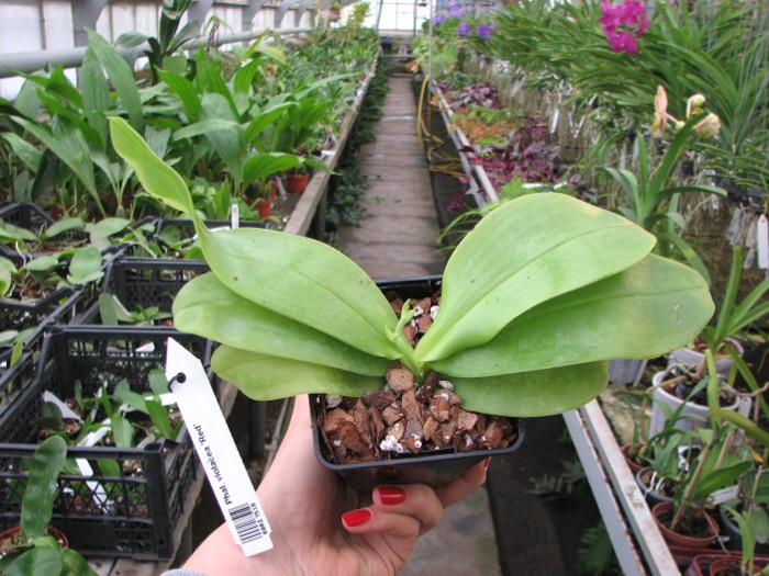 Phalaenopsis violacea 'Red'.JPG