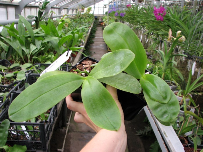 Phalaenopsis violacea 'Red'.JPG
