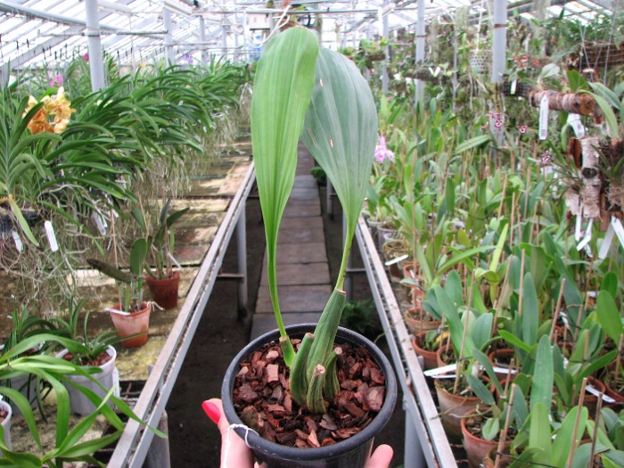 Coelogyne sparsa.JPG