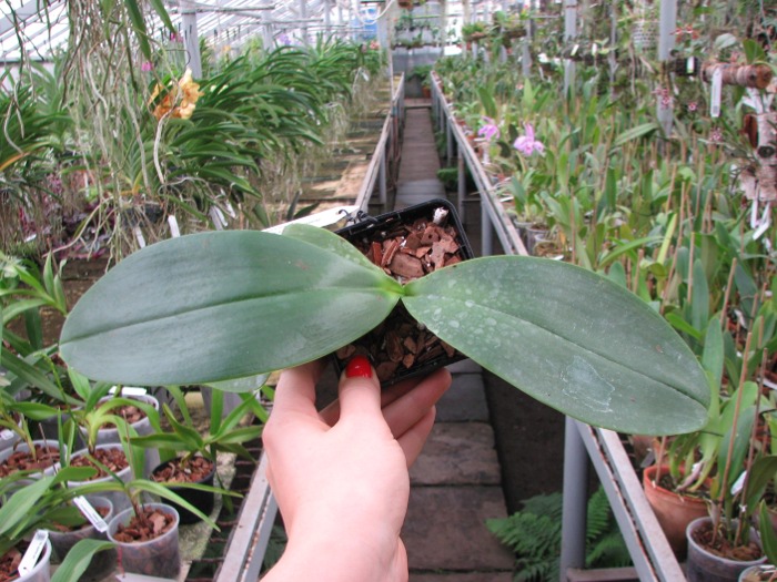 Phalaenopsis David Lim (P. amboinensis x P. gigantea).JPG