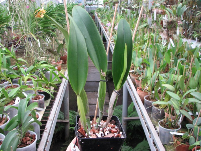 Cattleya Earl 'Imperialis' x Brassolaeliocattleya Ranger Six 'Aok' x Brassavola digbyana 'Mr. Pig'.JPG