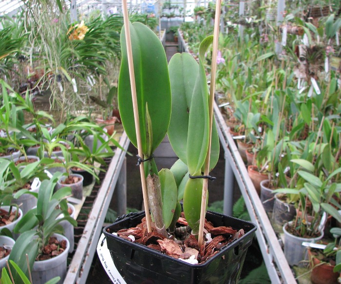 Brassolaeliocattleya Pamela Finney 'Big Bull' x Brassocattleya Golf Pink.JPG