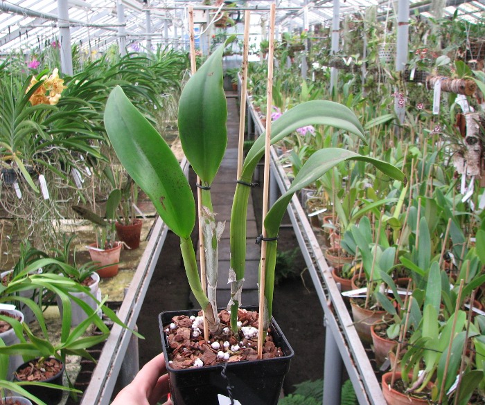 Brassolaeliocattleya Golden 'Green Angel' x Brassavola digbyana 'Uncle Pig'.JPG