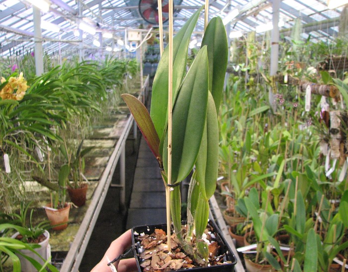 Cattleya Earl 'Imperialis' x Brassolaeliocattleya Ranger Six 'Aok' x Brassavola digbyana 'Mr. Pig'.JPG