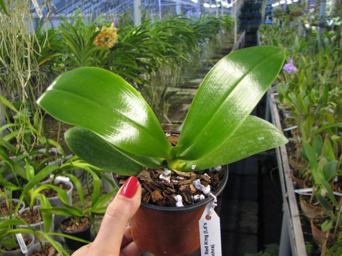 Phalaenopsis Chienlung Red King (Ld's Bear King x pulchra).JPG