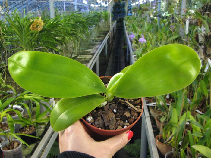 Phalaenopsis Princess Kailuani (violacea x amboinensis).JPG
