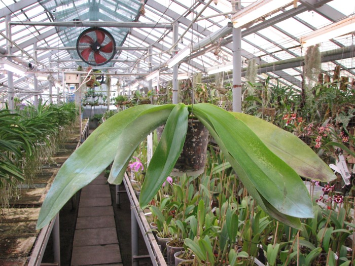 Phalaenopsis Joey (gigantea x lueddemanniana).JPG