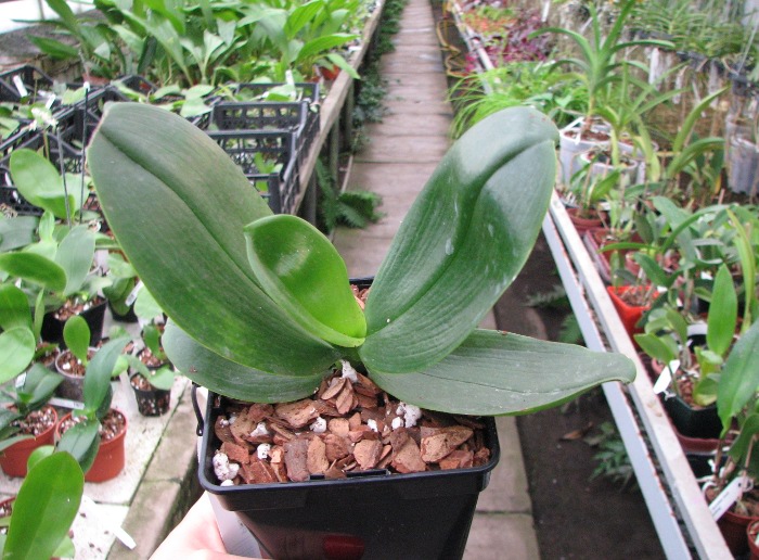Phalaenopsis Fusheng's World 'FS'.JPG