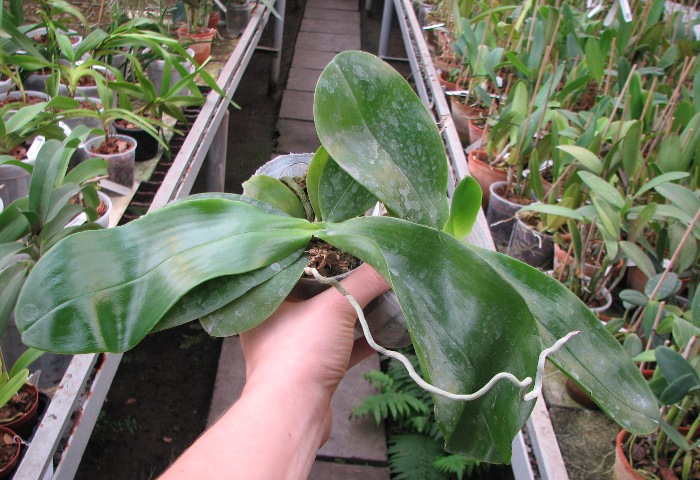 Phalaenopsis Princess Kaiulani 'Miki'.JPG