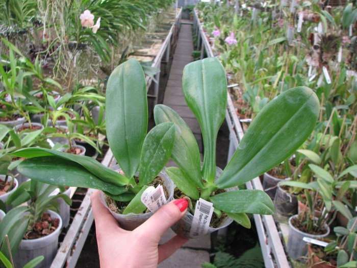 Phalaenopsis Chienlung Mosaics (Yaphon Sir x hieroglyphica).JPG