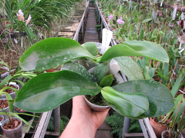 Phalaenopsis Princess Kaiulani 'Miki'.JPG