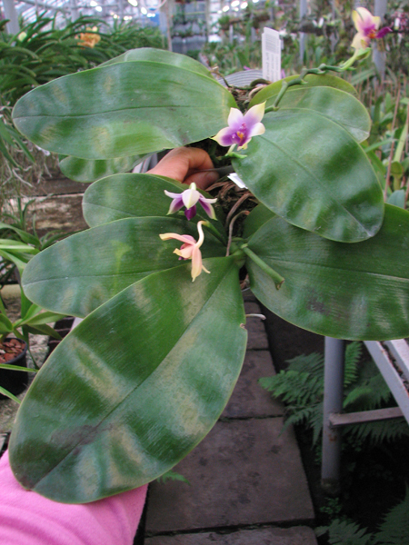Phalaenopsis Samera 'Blue'.jpg