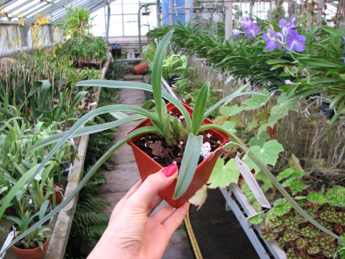Paphiopedilum hirsutissimum.JPG