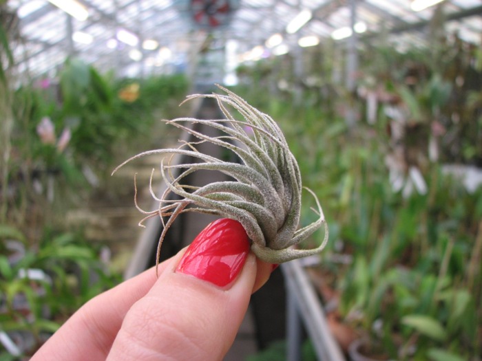 Tillandsia ehlersiana.JPG