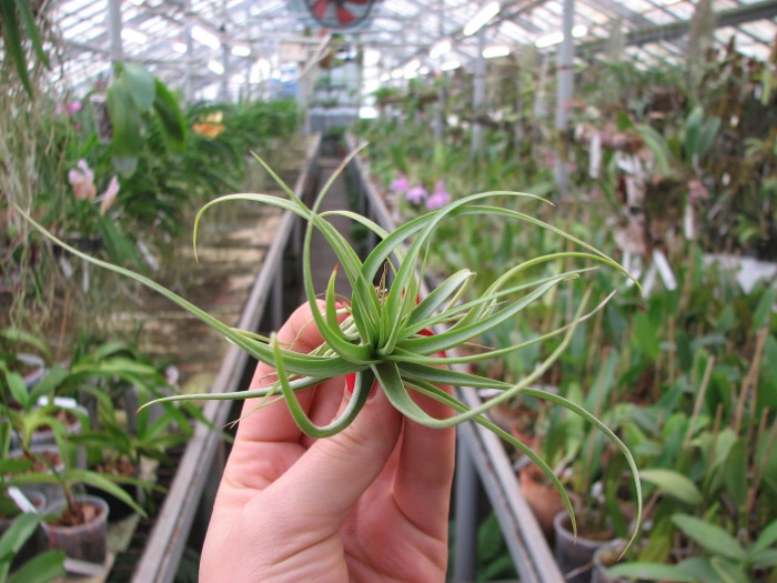Tillandsia concolor.JPG
