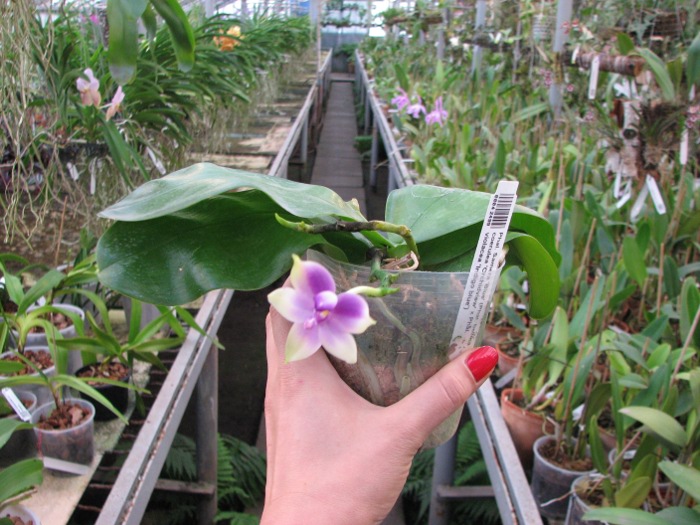 Phalaenopsis Samera 'Blue'.JPG