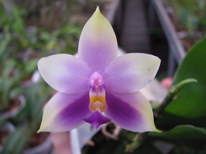 Phalaenopsis Samera 'Blue'.JPG