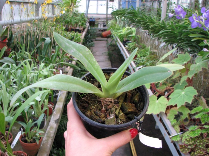 Paphiopedilum dianthum.JPG