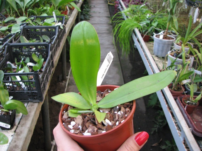 Phalaenopsis mannii 'Black'.JPG