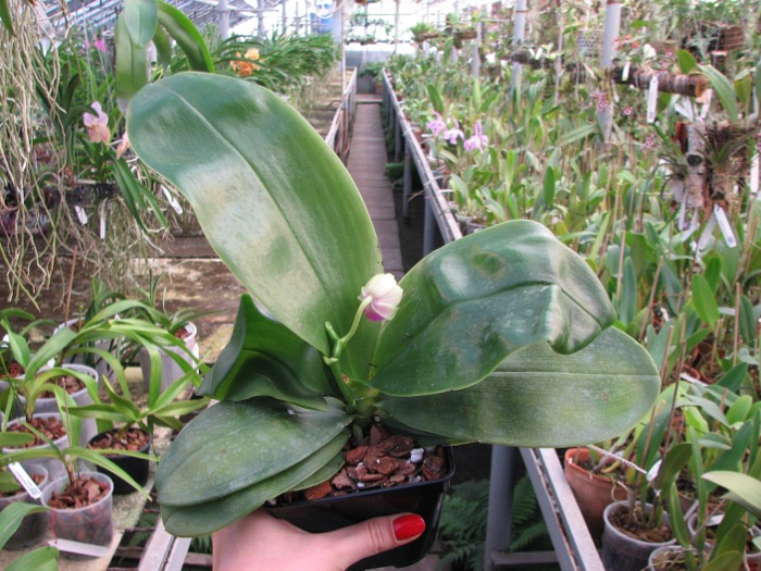 Phalaenopsis bellina.JPG