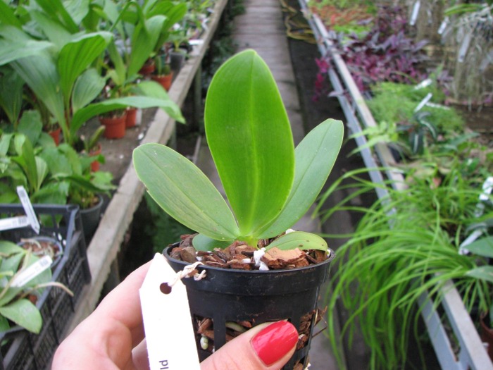 Phalaenopsis Orchid World.JPG