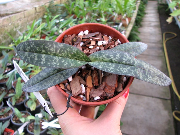 Paphiopedilum niveum (1508).JPG