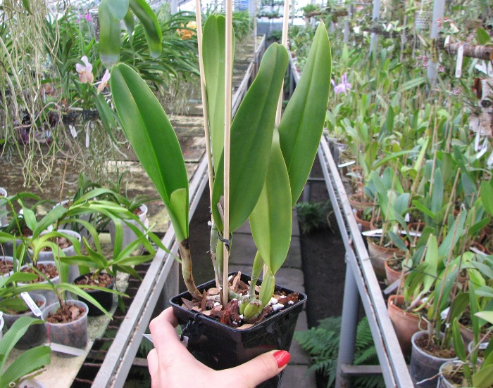 Cattleya Earl 'Imperialis' x Brassolaeliocattleya Ranger Six 'Aok' x Brassavola digbyana 'Mr. Pig'.JPG