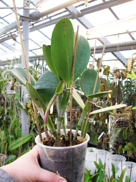 Cattleya violacea.JPG