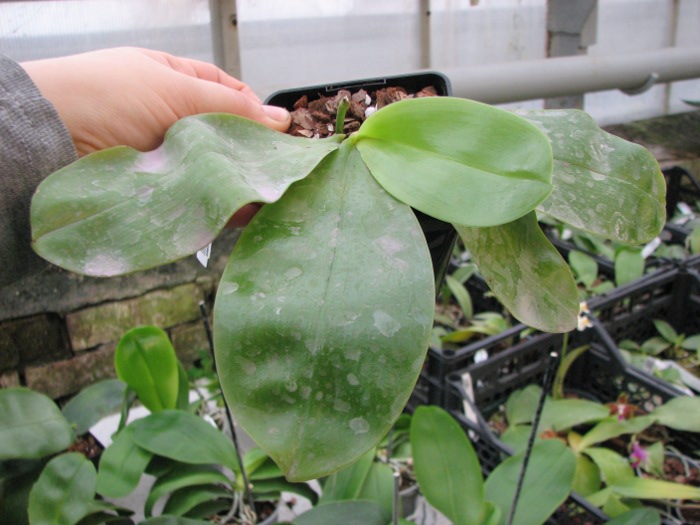 Phalaenopsis Samera 'Red'2.JPG