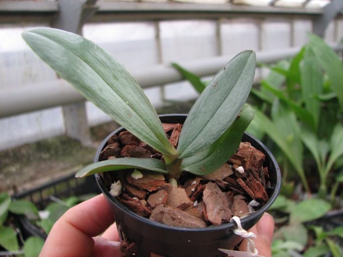 Phalaenopsis Brother Glory 'G-12'.JPG
