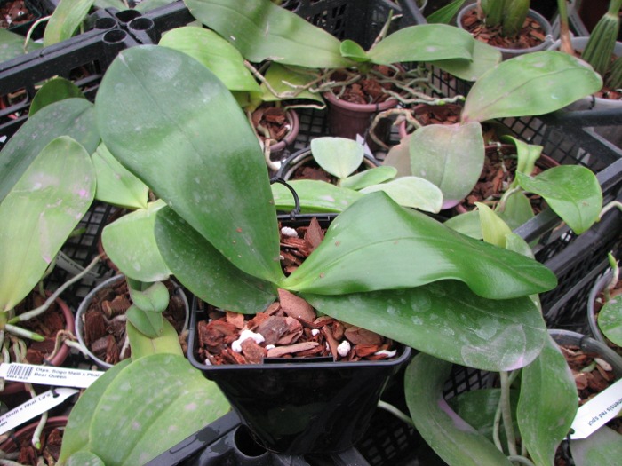 Phalaenopsis Jennifer Palermo x Phalaenopsis LD's Bear Queen.JPG