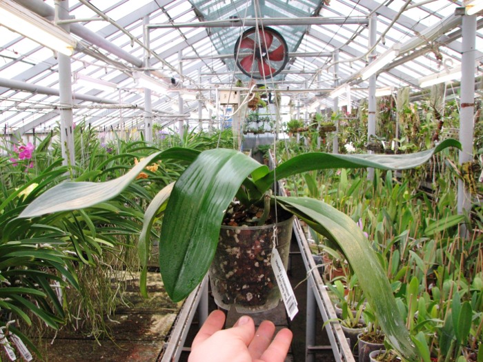 Phalaenopsis David Lim (P. amboinensis x P. gigantea).JPG