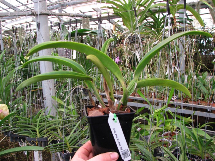 Brassolaeliocattleya Chia Lin 'Red Devil'.JPG