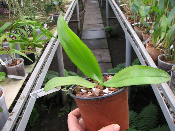 Phalaenopsis mannii 'Black'.jpg