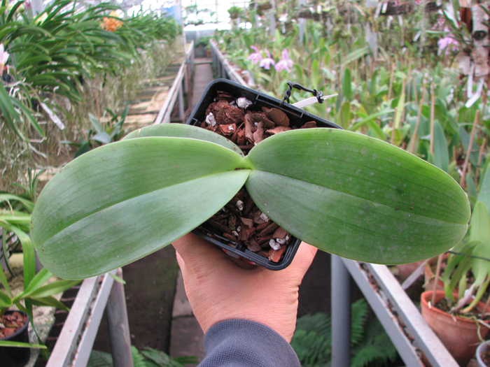 Phalaenopsis gigantea.jpg