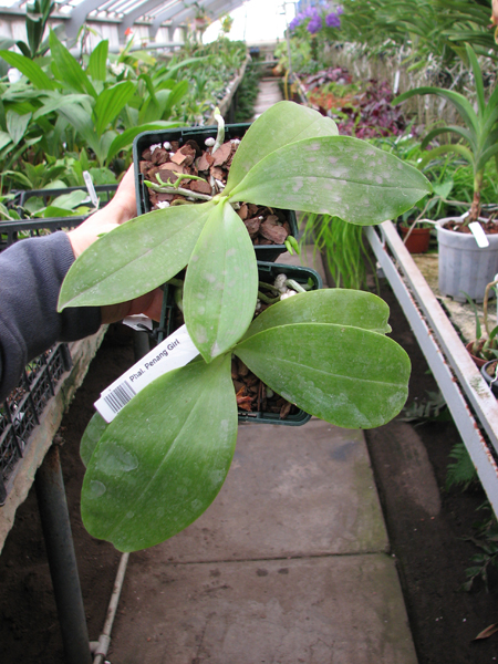 Phalaenopsis Penang Girl.jpg