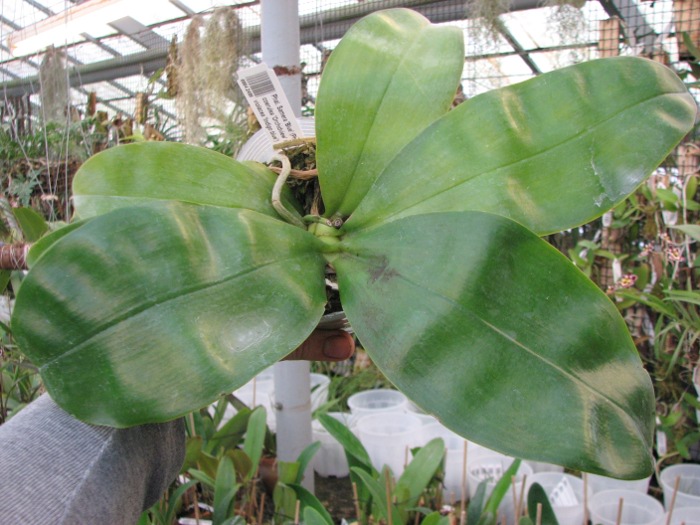 Phalaenopsis Samera 'Blue'2.JPG