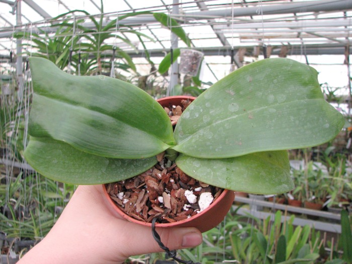 Phalaenopsis Mok Choi Yew (gigantea x violacea).JPG