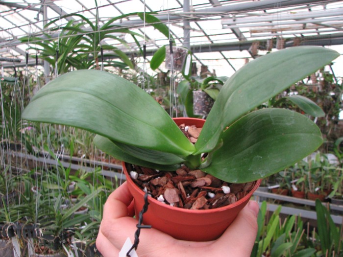 Phalaenopsis Mituo Sun x Phalaenopsis Prima B.B.2.JPG