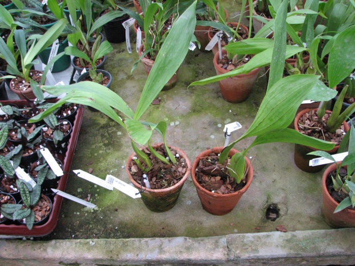 Coelogyne pandurata.JPG