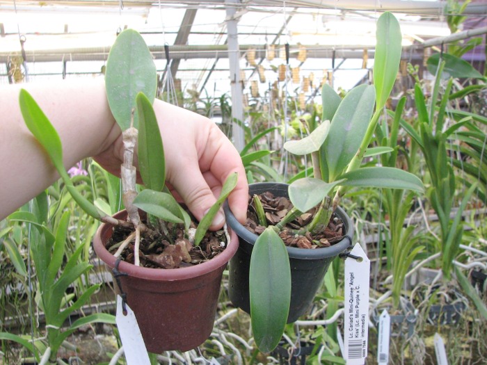 Laeliocattleya Cariad's Mini-Quinee 'Angel Kiss' (Lc. Mini Purple x C. intermedia).JPG