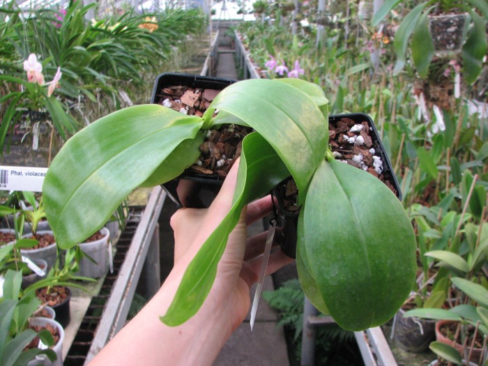 Phalaenopsis violacea 'Red'.JPG