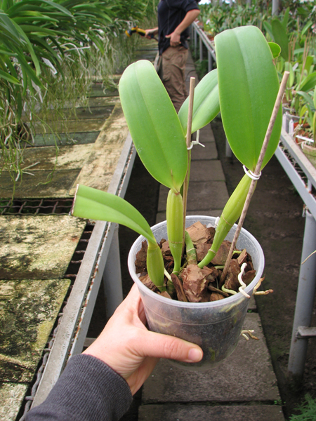 Cattleya lueddemanniana coerulea (Ssique x Murillo) x Cattleya lueddemanniana coerulea (Mariauxi x Amparo).jpg