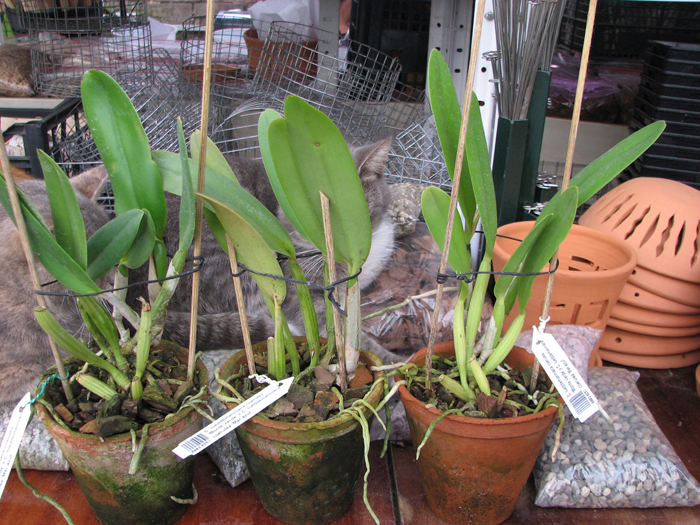 Cattleya lueddemanniana coerulea 'Monte Verde' x Cattleya lueddemanniana coerulea 'Mar azul'.jpg