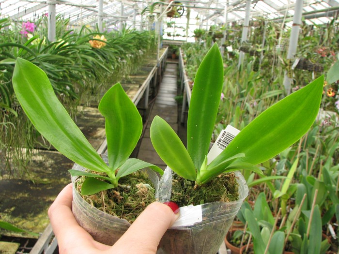 Phalaenopsis tetraspis 'C#1'.JPG