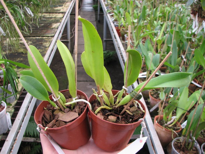 Cattleya dowiana rosea x self.JPG